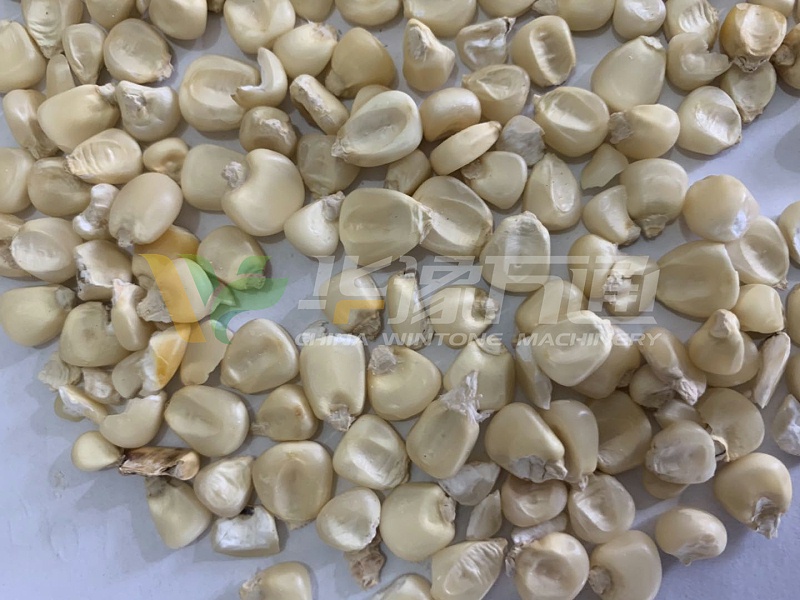 非洲白玉米 非洲白玉米