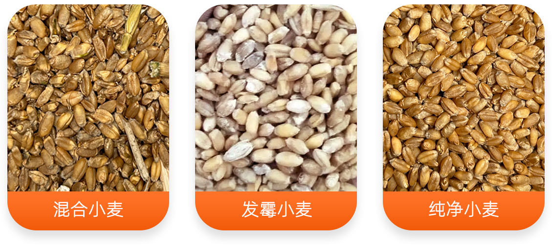 發(fā)芽小麥分選設(shè)備產(chǎn)成品圖